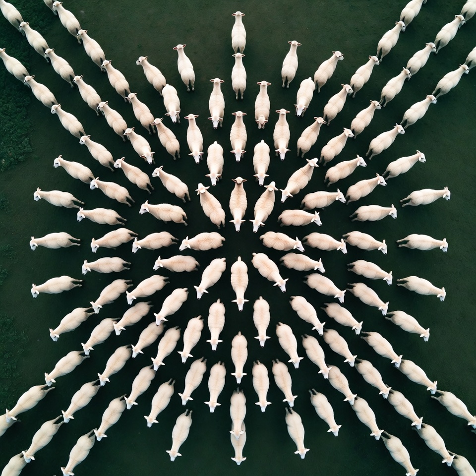 Sheep arranged in perfect square formation Sheep arranged in perfect square formation