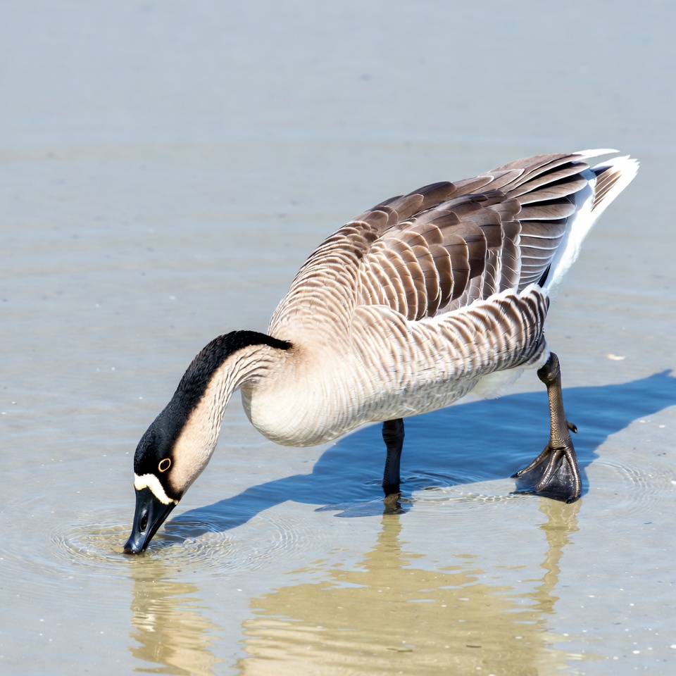 Canada Goose Drinking from Water Canada Goose Drinking from Water