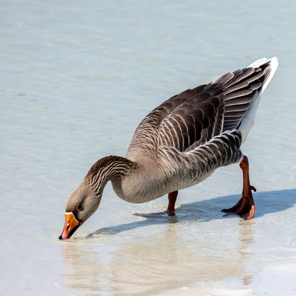 Goose drinking shallow water Goose drinking shallow water