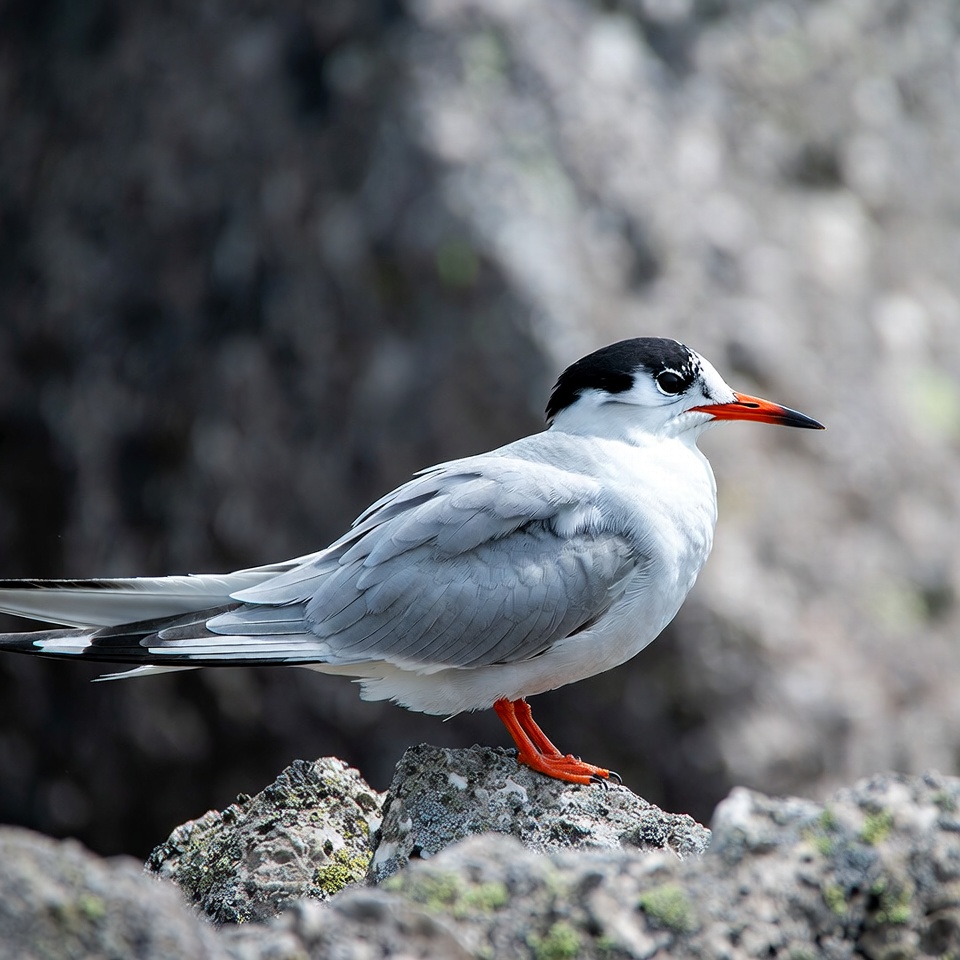 Elegant Tern on Rocky Shore Elegant Tern on Rocky Shore