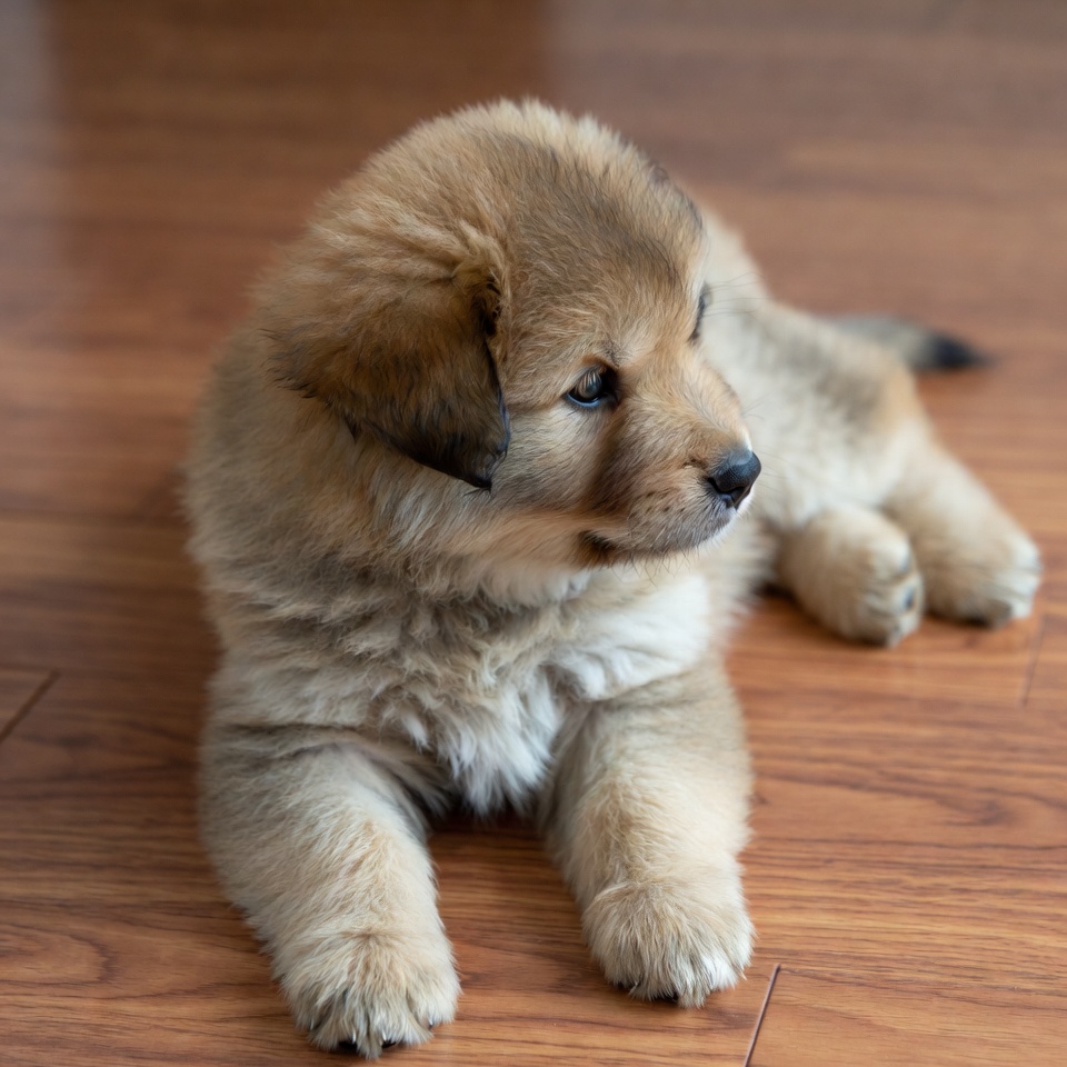 Fluffy Golden Puppy Lying on Floor Fluffy Golden Puppy Lying on Floor