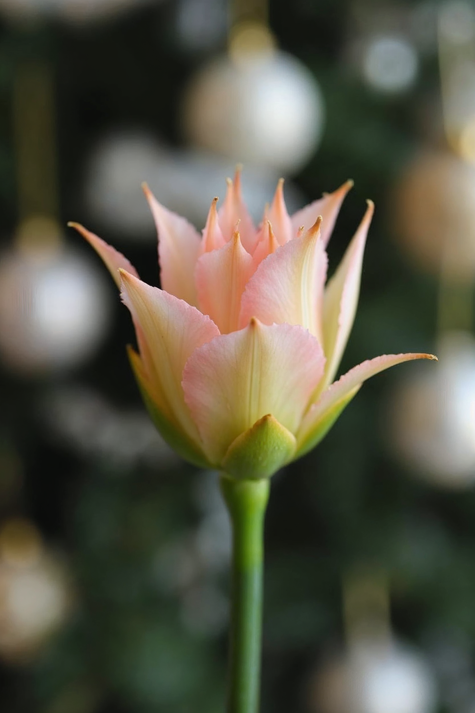 Pink Lily Flower with Christmas Ornaments Pink Lily Flower with Christmas Ornaments