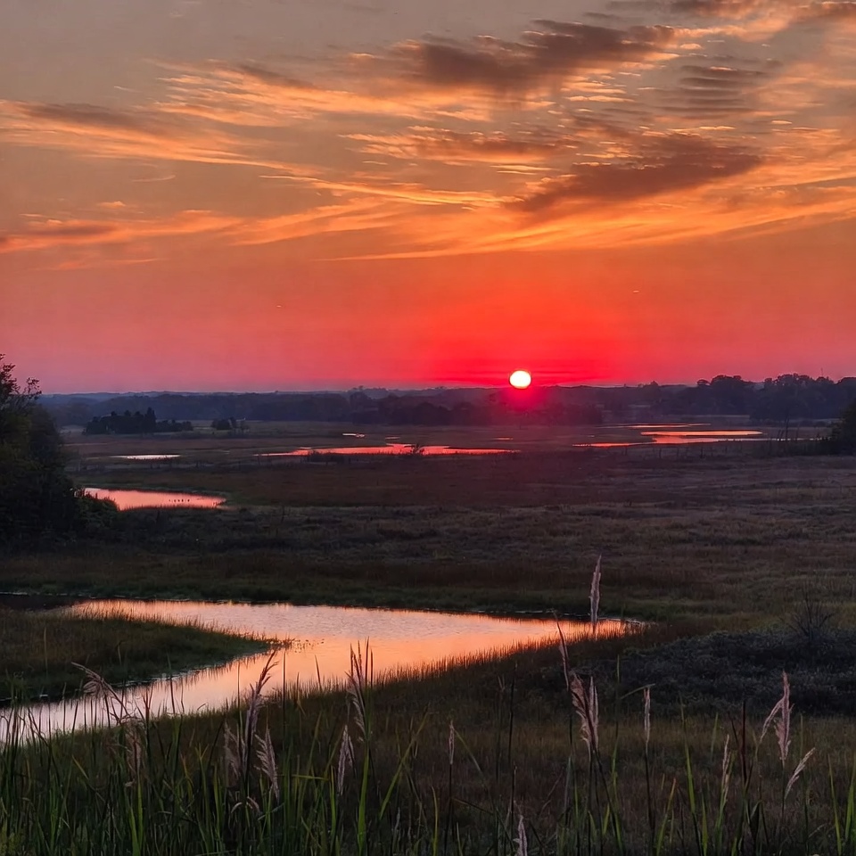 Sunset over marsh with reeds Sunset over marsh with reeds
