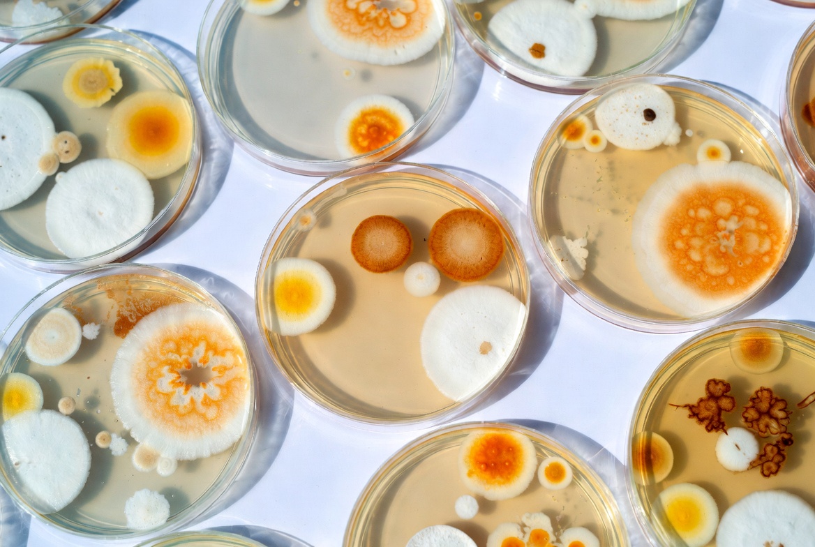 Petri Dishes with Mold Colonies Petri Dishes with Mold Colonies