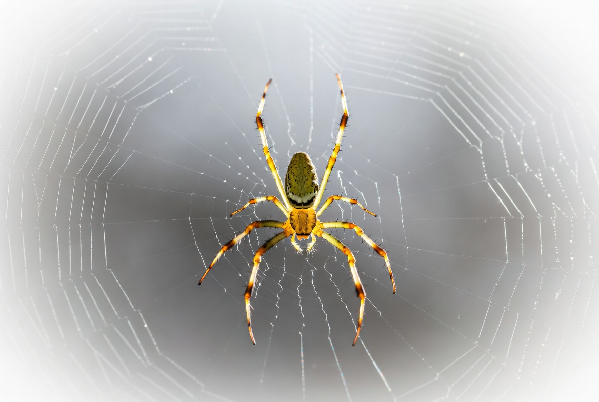 Green Lynx Spider on Web Green Lynx Spider on Web