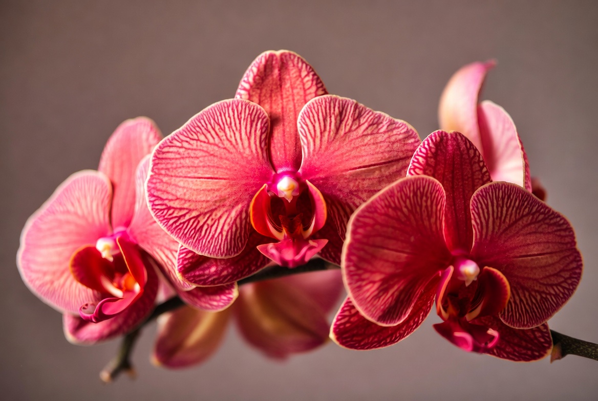 Pink Phalaenopsis Orchids Blooming Pink Phalaenopsis Orchids Blooming