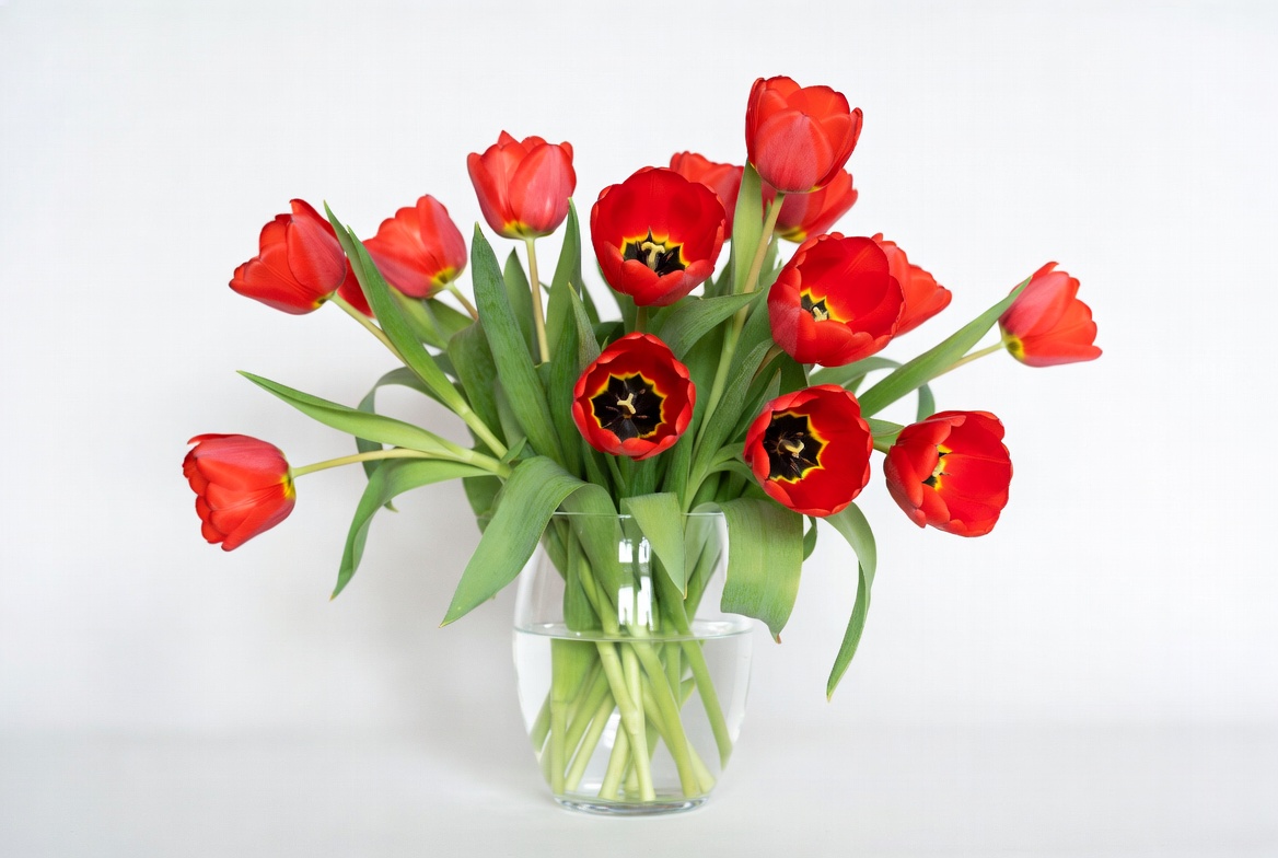 Red Tulips in Clear Glass Vase Red Tulips in Clear Glass Vase