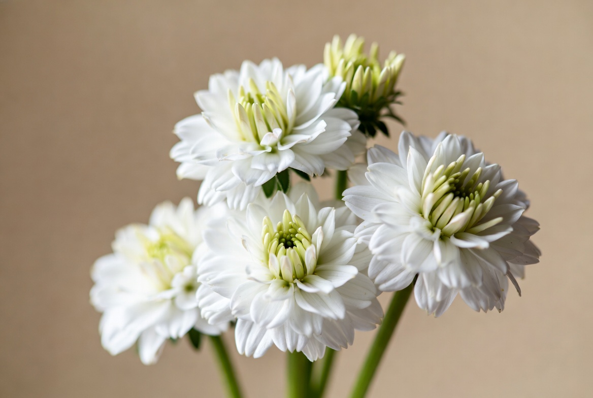 White Chrysanthemum Flowers Bouquet White Chrysanthemum Flowers Bouquet