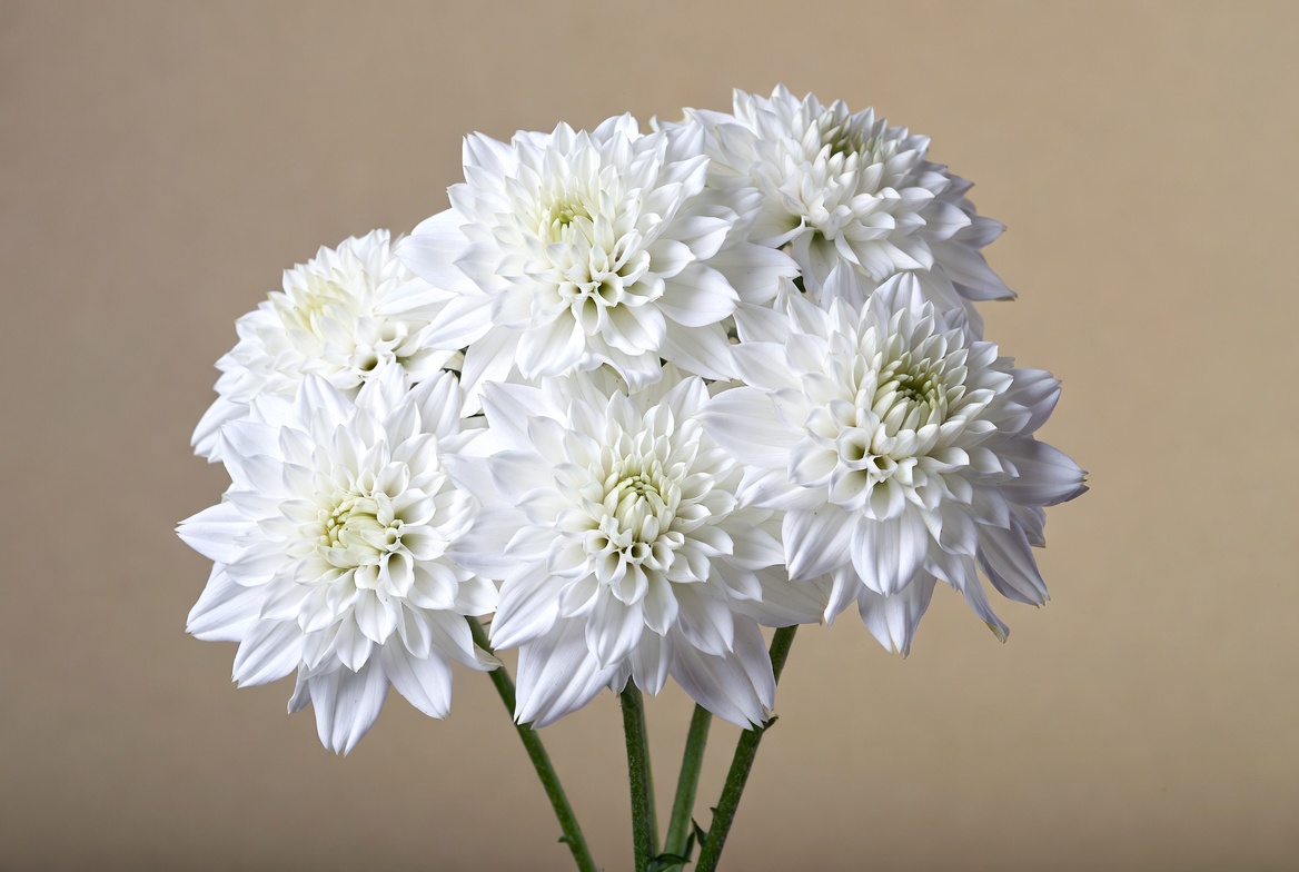 White Dahlia Flowers Bouquet White Dahlia Flowers Bouquet