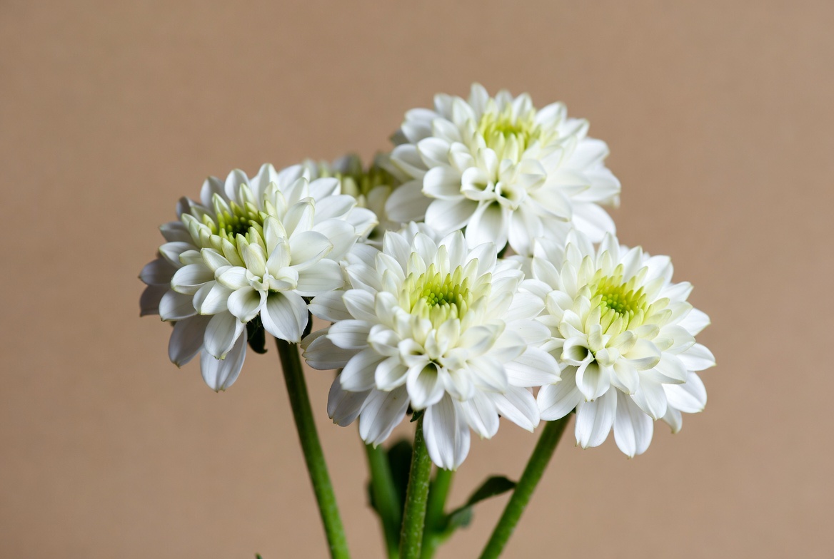White Dahlia Flowers Bouquet White Dahlia Flowers Bouquet