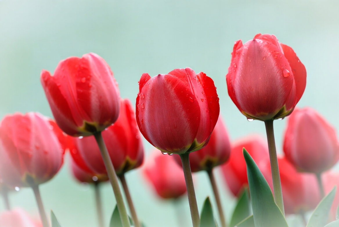 Red Tulips with Water Droplets Red Tulips with Water Droplets