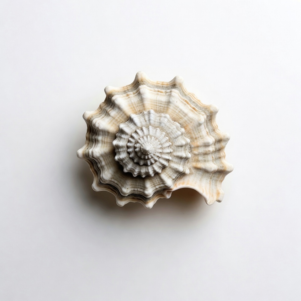White seashell on isolated background White seashell on isolated background