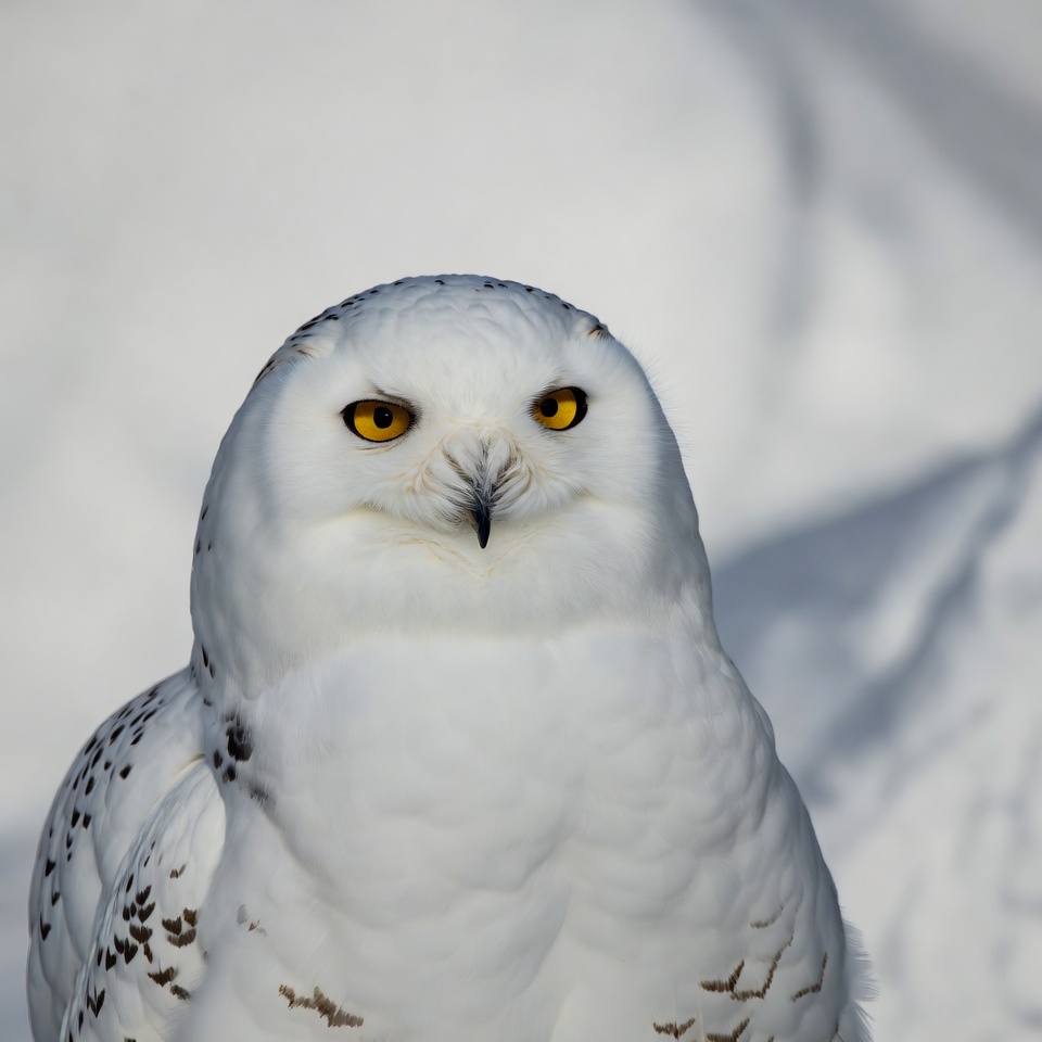 Snowy Owl with Yellow Eyes Snowy Owl with Yellow Eyes