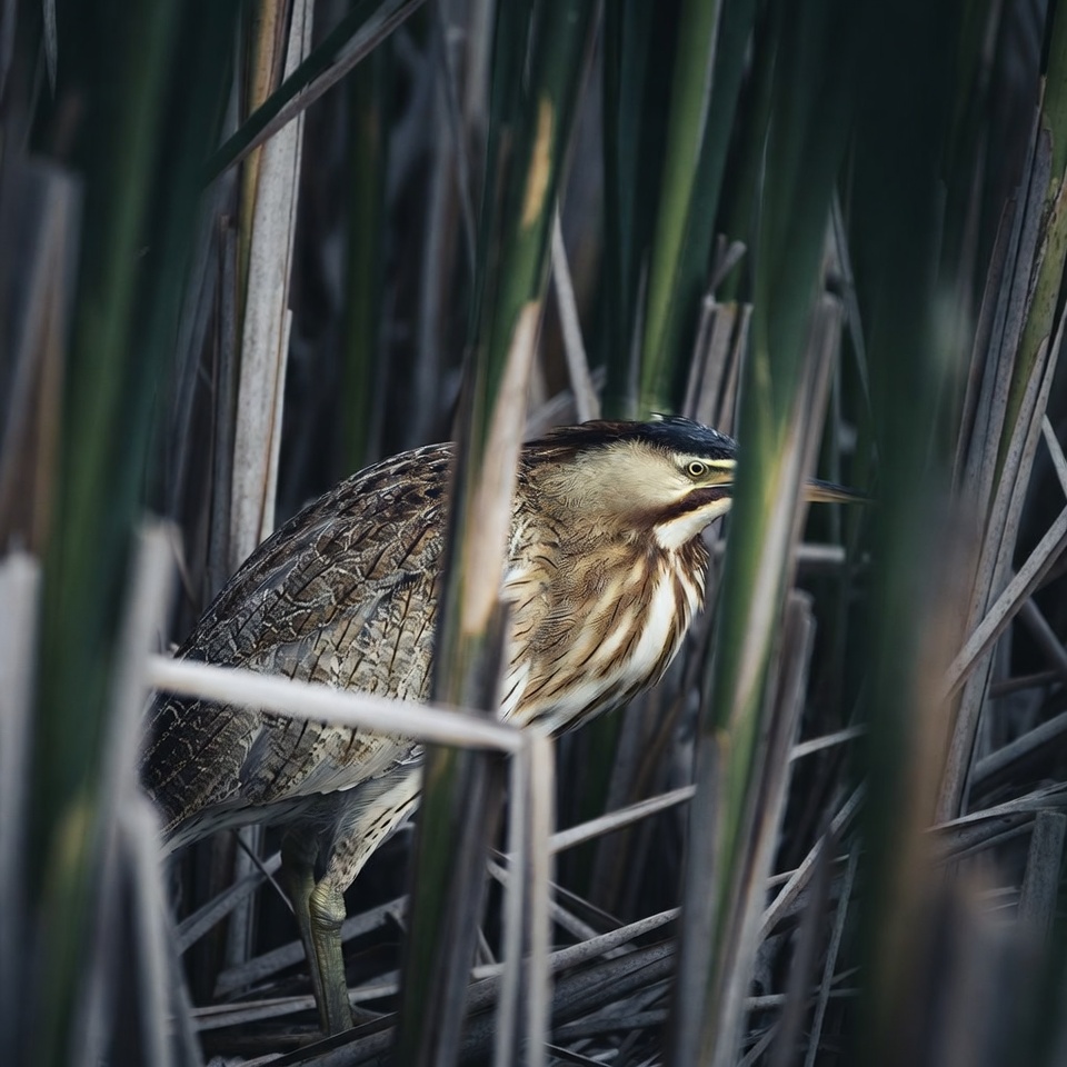 Bittern hiding in reeds Bittern hiding in reeds