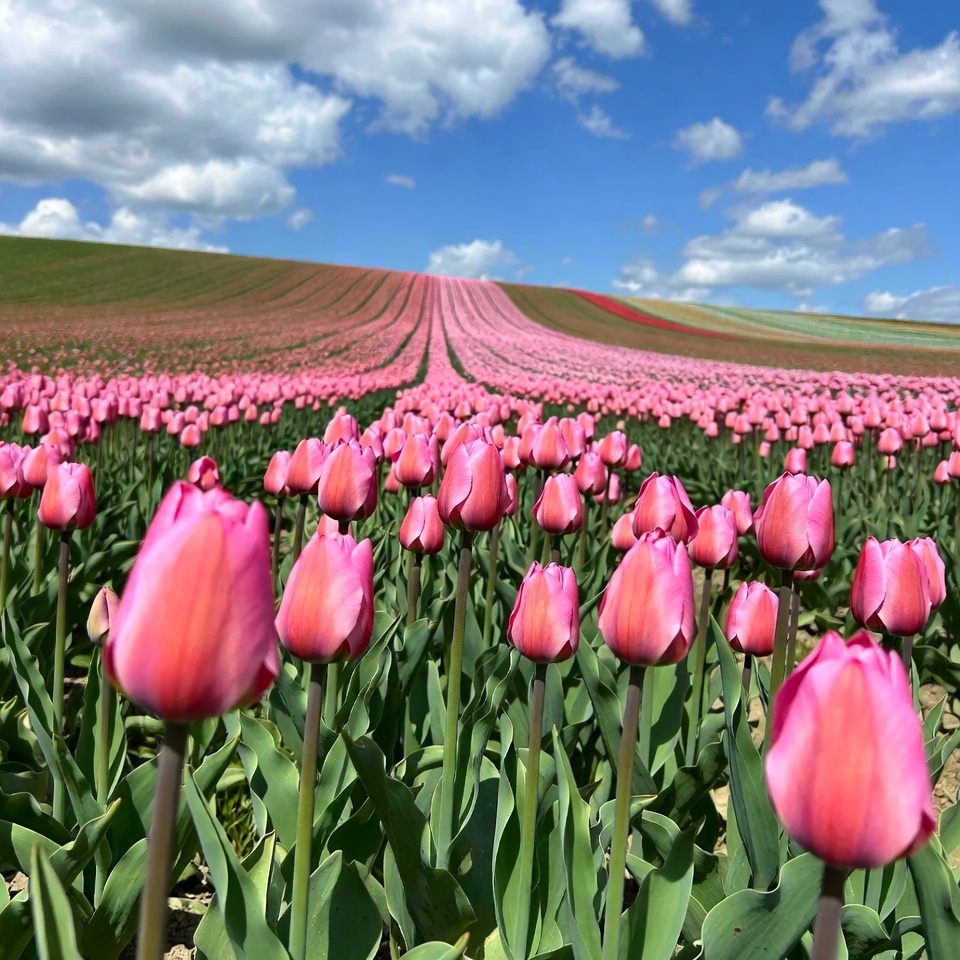 Pink Tulip Field on Colorful Hills Pink Tulip Field on Colorful Hills