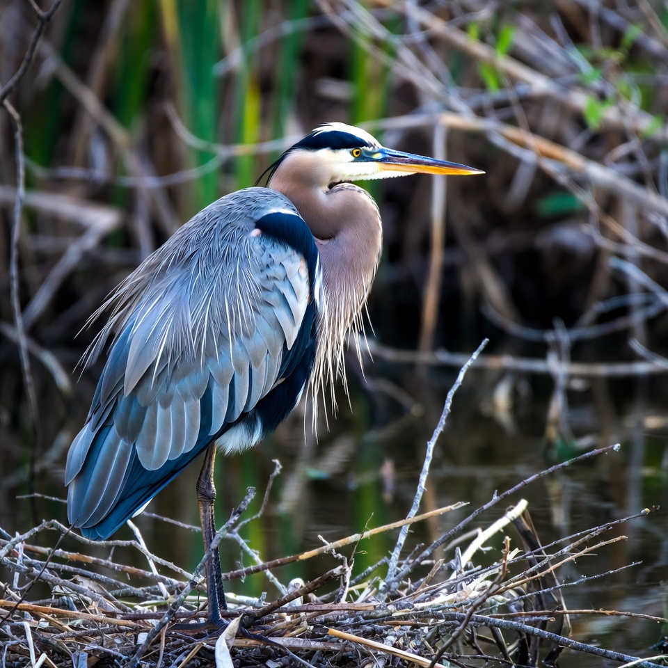 Great Blue Heron in Marsh Great Blue Heron in Marsh