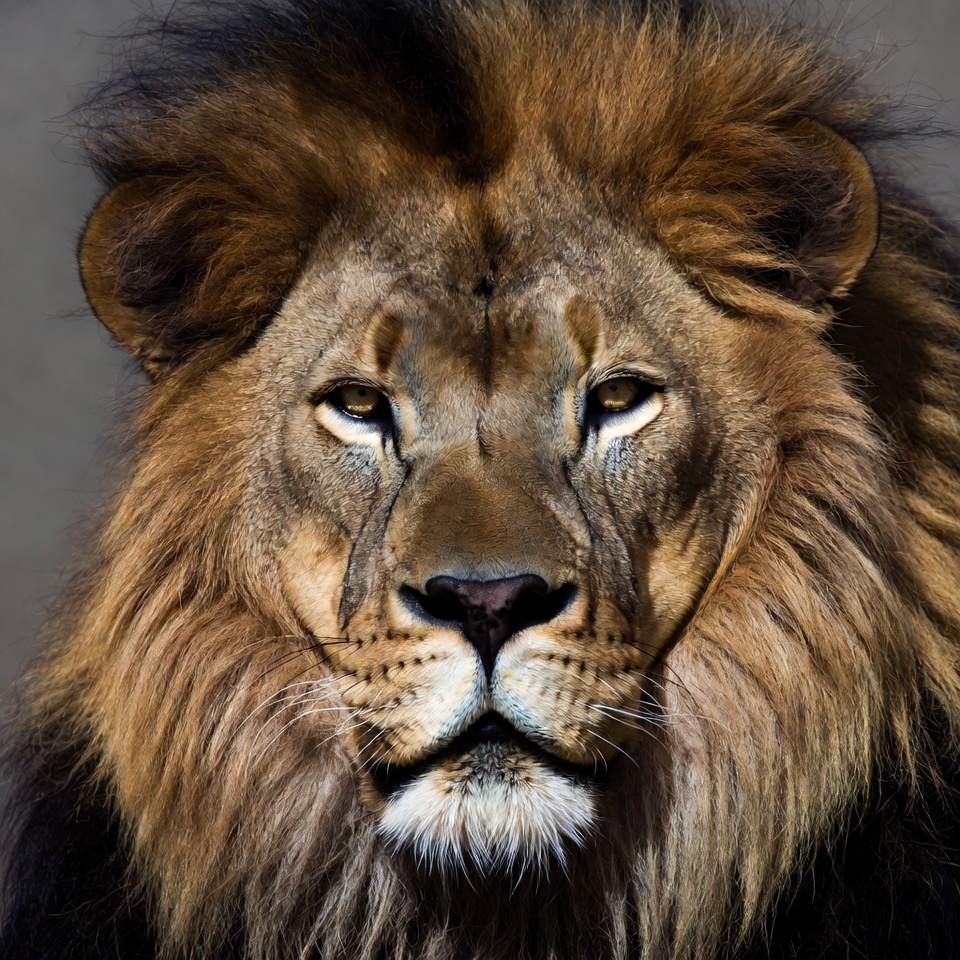 Lion with majestic mane Lion with majestic mane