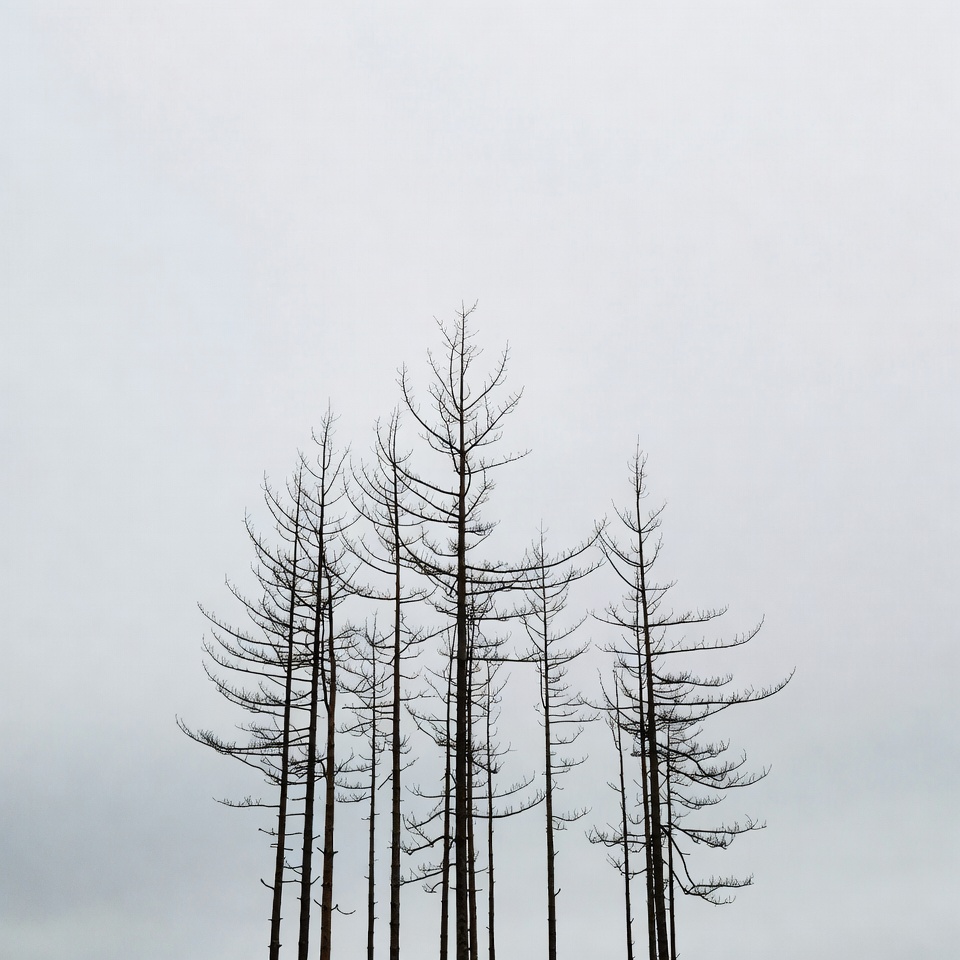 Silhouettes of bare trees against gray sky Silhouettes of bare trees against gray sky