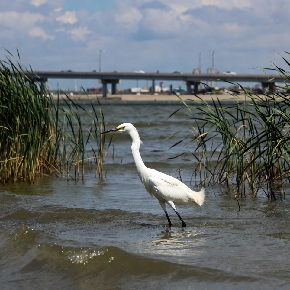 White egret in shallow water reeds White egret in shallow water reeds