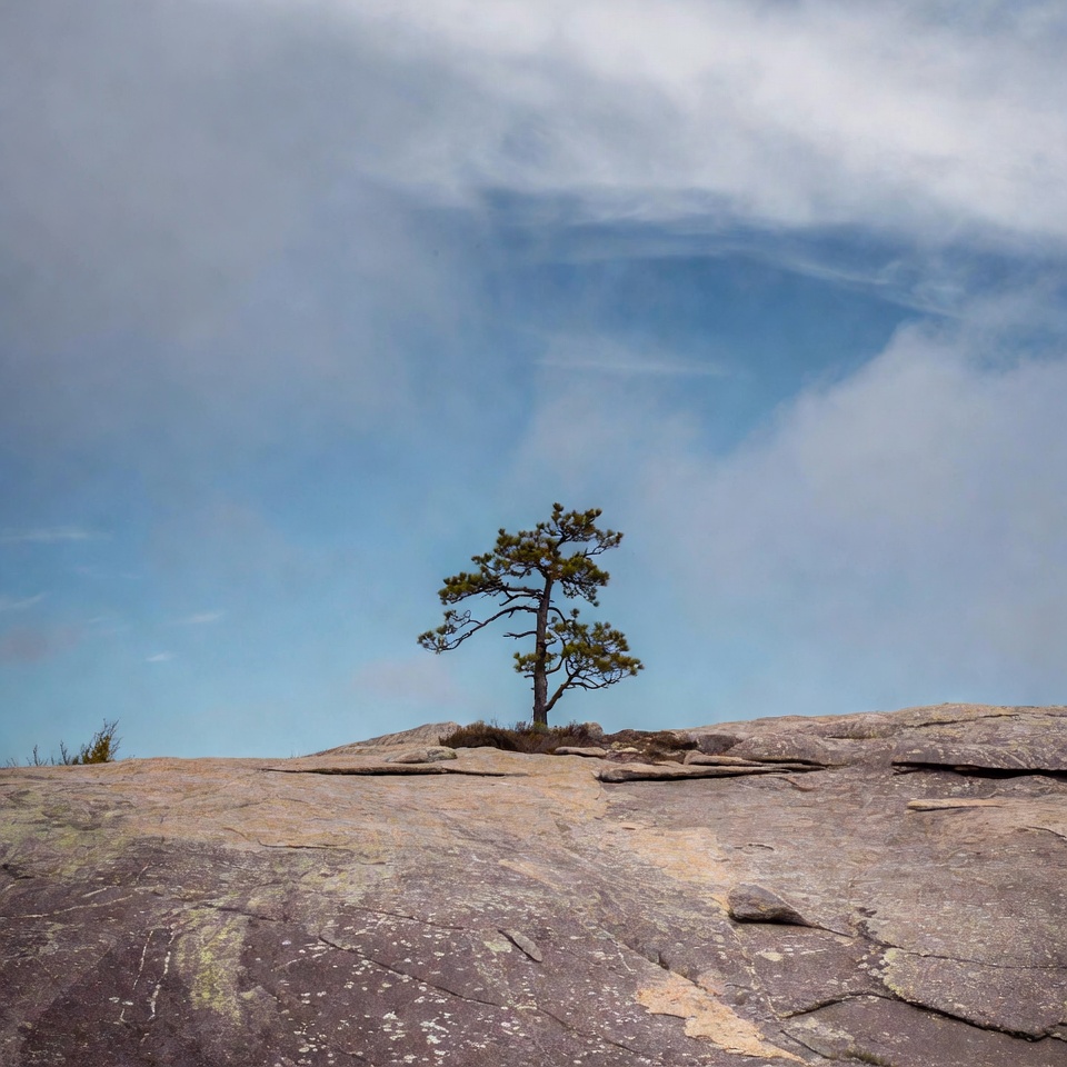 Lone pine tree on rocky mountain Lone pine tree on rocky mountain