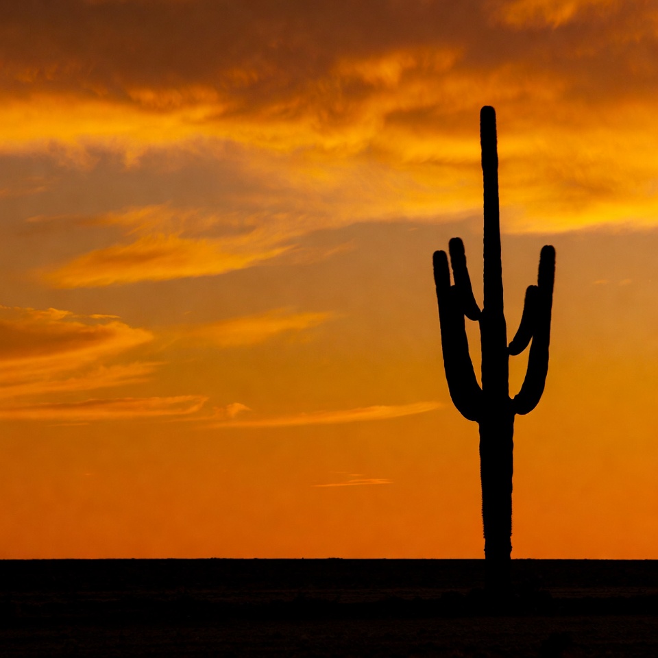 Silhouette cactus sunset desert Silhouette cactus sunset desert