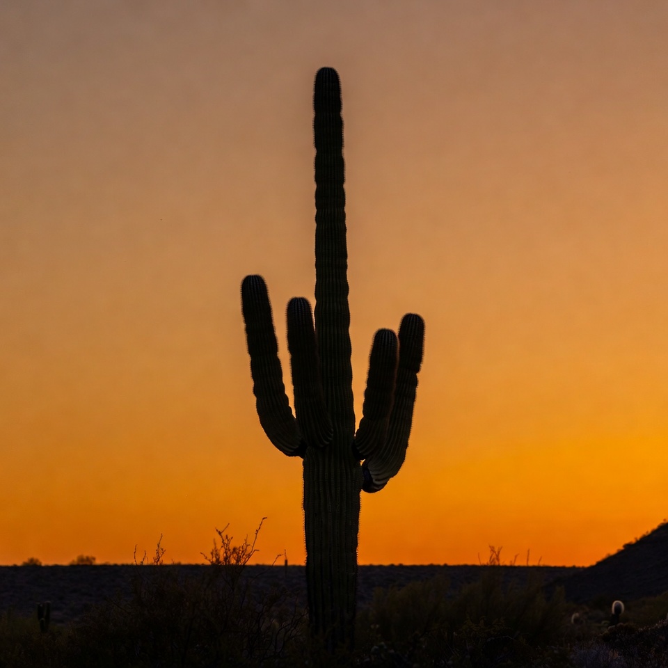 Silhouette of saguaro cactus at sunset Silhouette of saguaro cactus at sunset