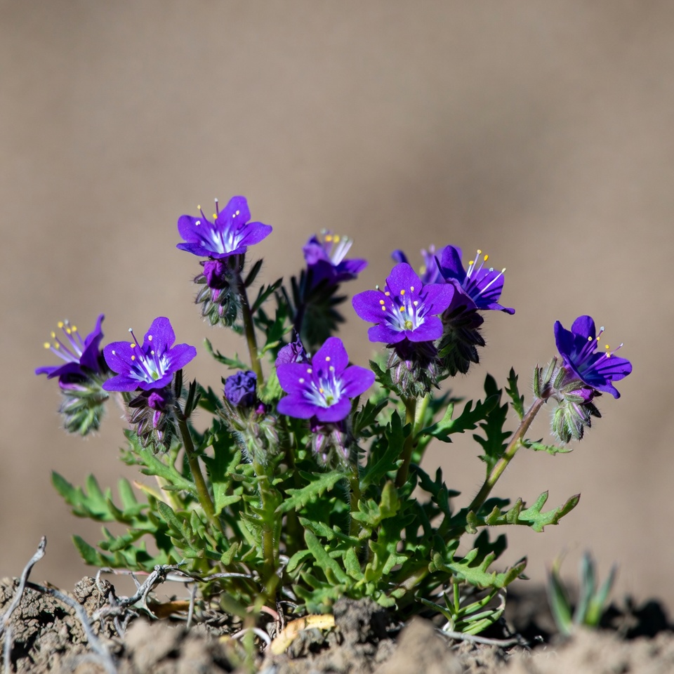 Purple Phacelia Flowers on Sandy Ground Purple Phacelia Flowers on Sandy Ground