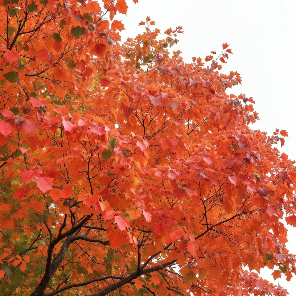 Autumn maple tree with red leaves Autumn maple tree with red leaves
