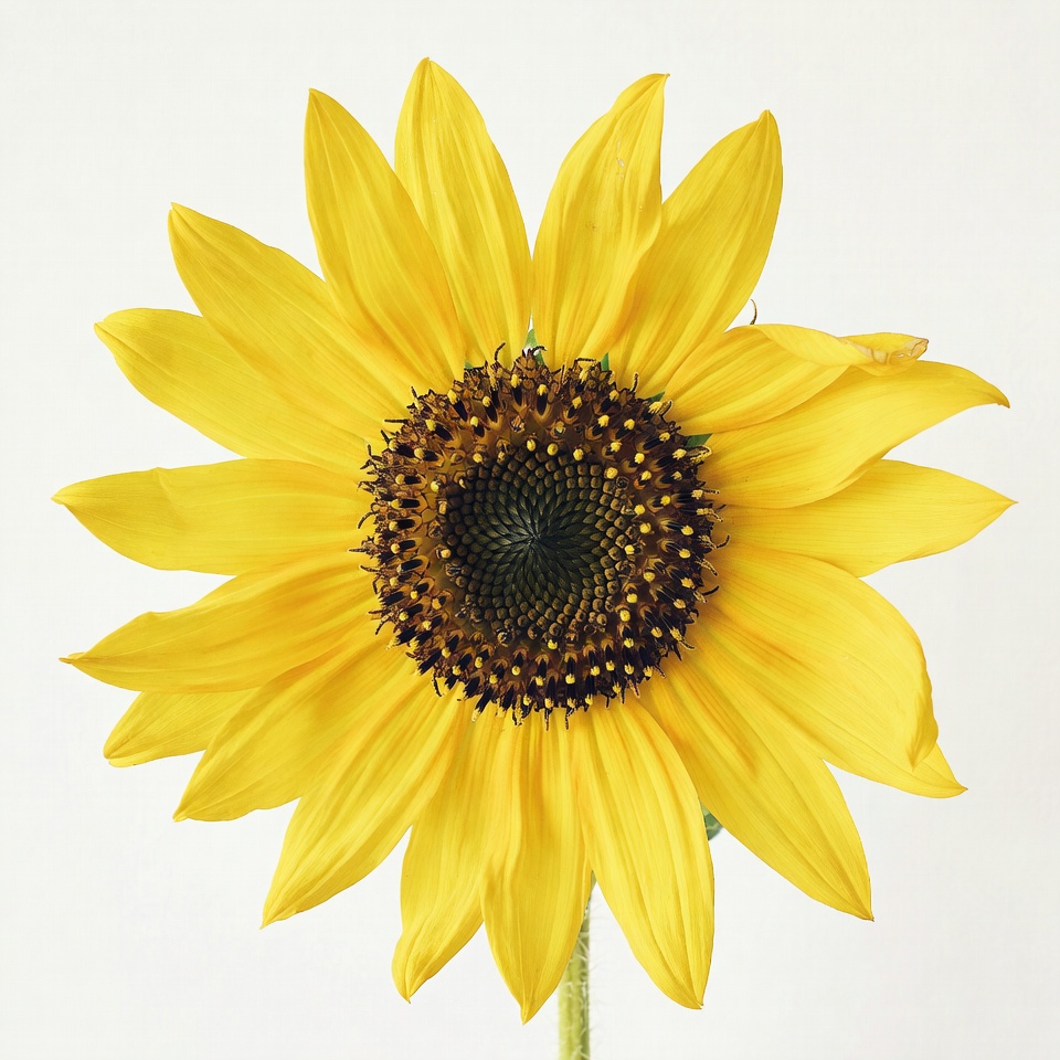 Sunflower on white background Sunflower on white background