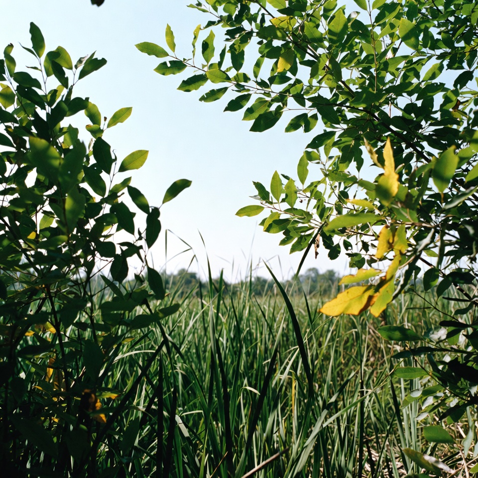 Green grass field framed by tree branches Green grass field framed by tree branches