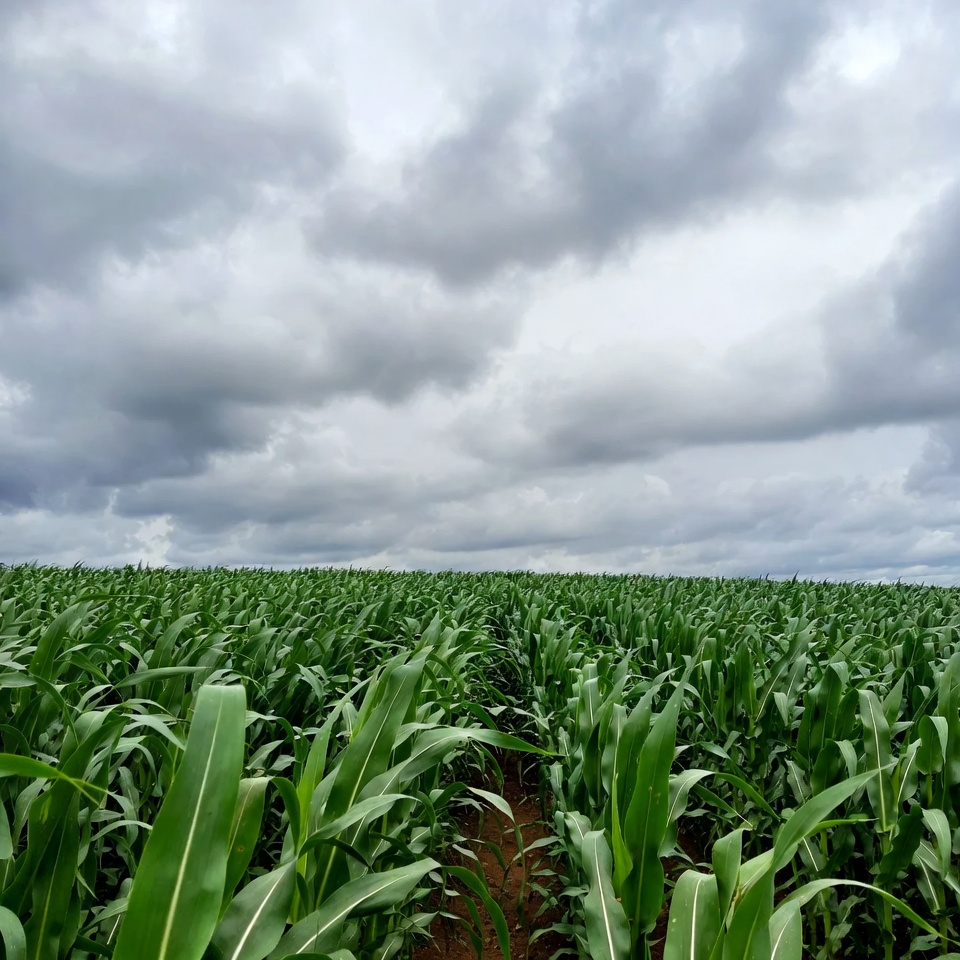 Corn Field Under Cloudy Sky Corn Field Under Cloudy Sky