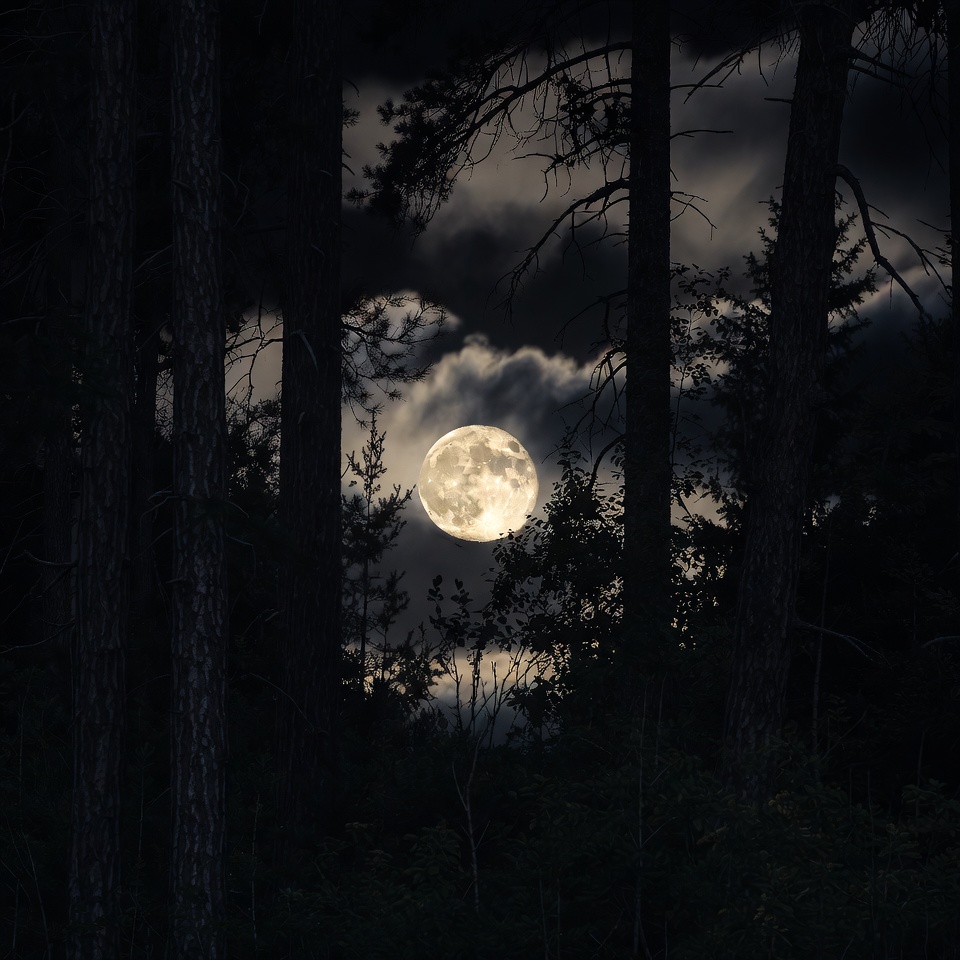 Full Moon Through Dark Pine Trees Full Moon Through Dark Pine Trees
