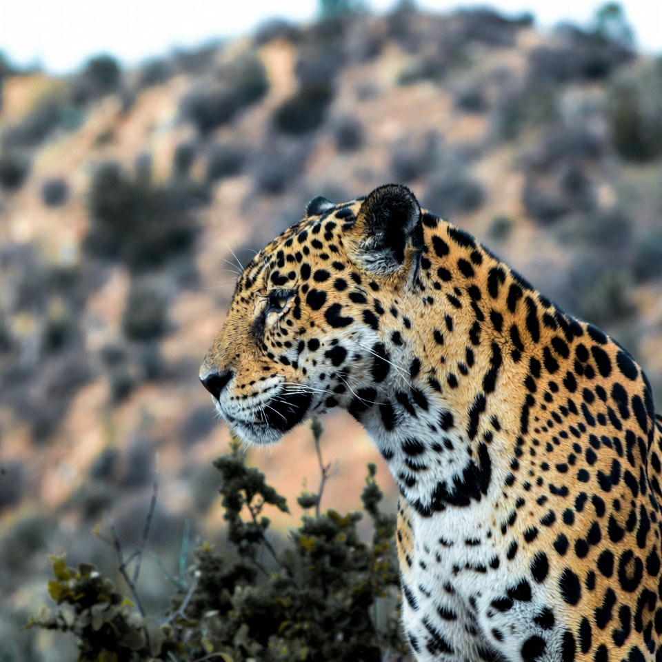 Jaguar standing in rocky hills Jaguar standing in rocky hills