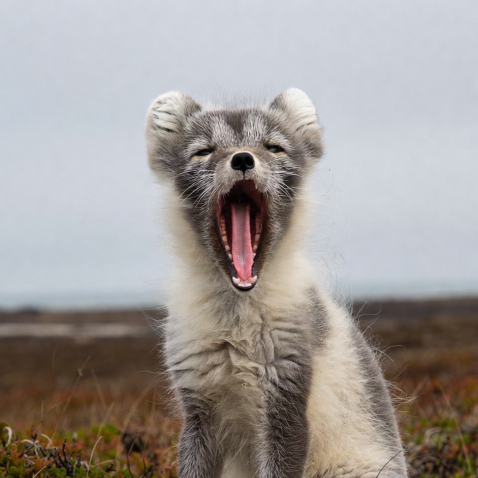Arctic Fox Yawning in Tundra Arctic Fox Yawning in Tundra