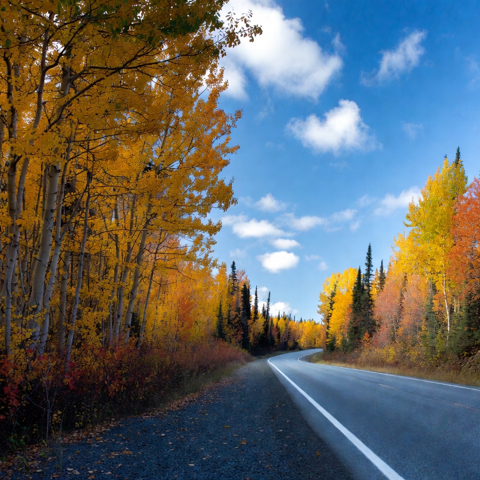 Aspen Trees Lining Autumn Road Aspen Trees Lining Autumn Road