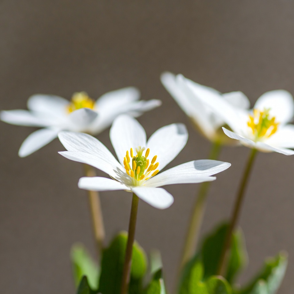 White Anemone Flowers with Yellow Centers White Anemone Flowers with Yellow Centers