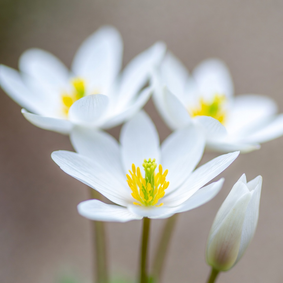 White Anemone Flowers with Yellow Centers White Anemone Flowers with Yellow Centers