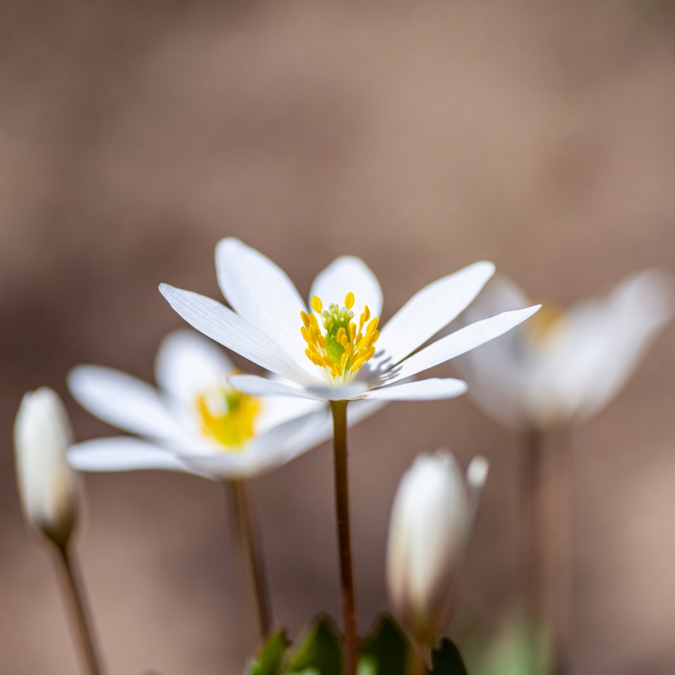 White Anemone Flowers with Yellow Centers White Anemone Flowers with Yellow Centers