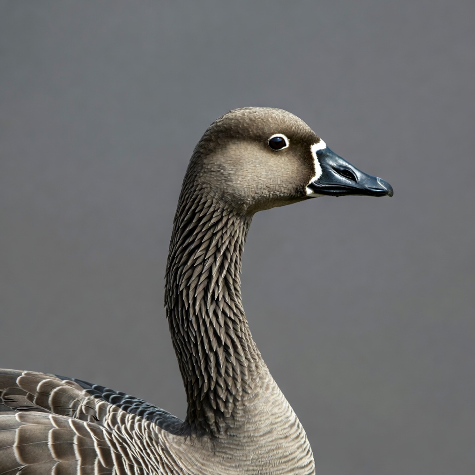White-fronted Goose profile view White-fronted Goose profile view