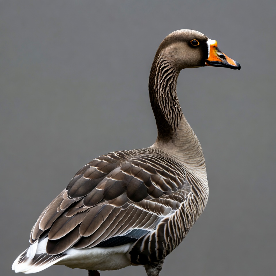 Gray goose with orange bill Gray goose with orange bill