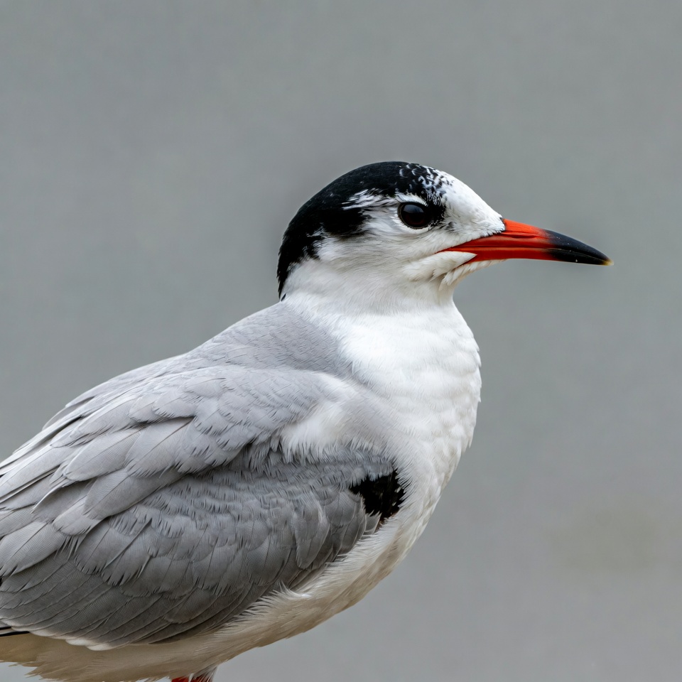 Gull-billed Tern Profile Gull-billed Tern Profile