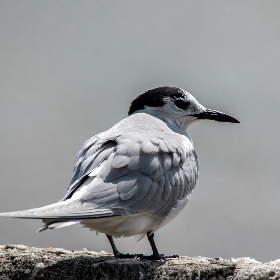 Gull-billed Tern Standing on Rock Gull-billed Tern Standing on Rock