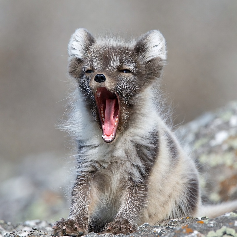 Arctic Fox Pup Yawning on Rocks Arctic Fox Pup Yawning on Rocks