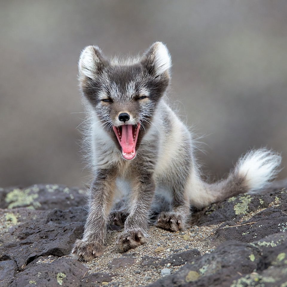 Arctic Fox Pup Yawning on Rock Arctic Fox Pup Yawning on Rock