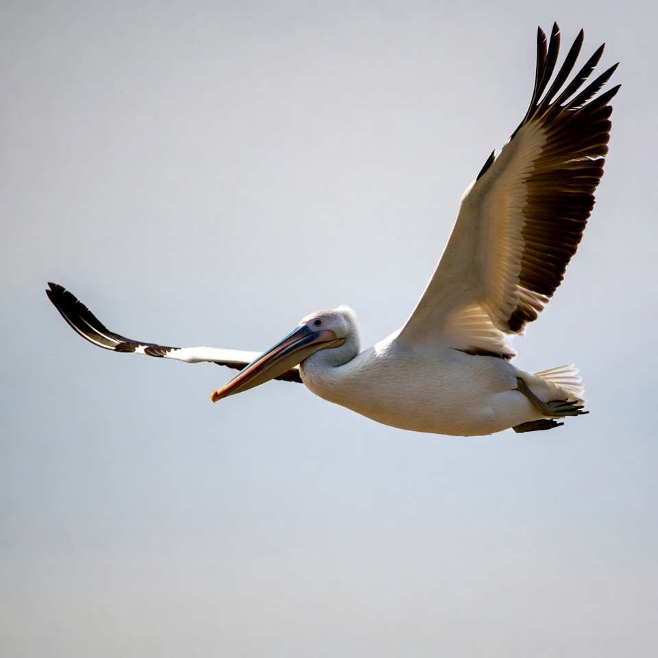Pelican flying with wings spread Pelican flying with wings spread