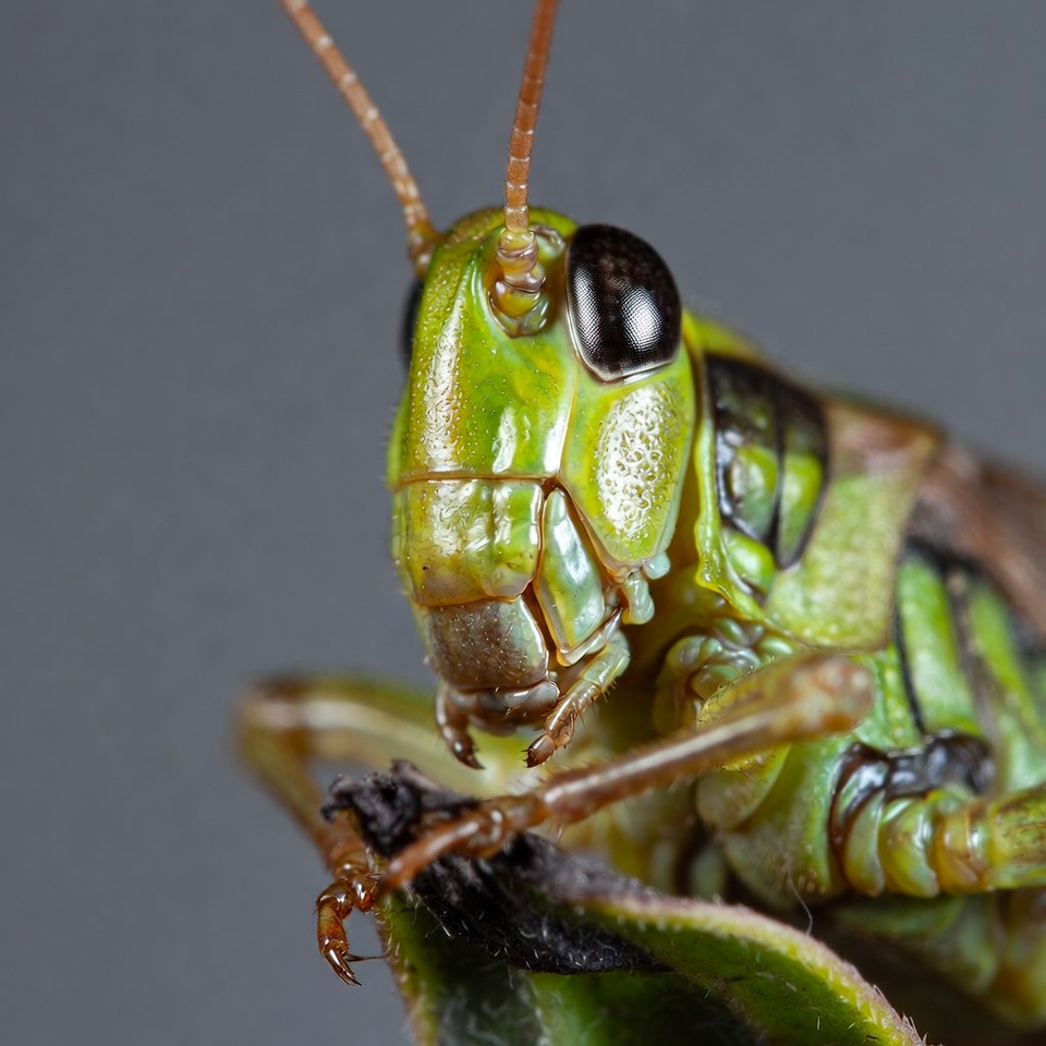 Close-up green grasshopper on leaf Close-up green grasshopper on leaf