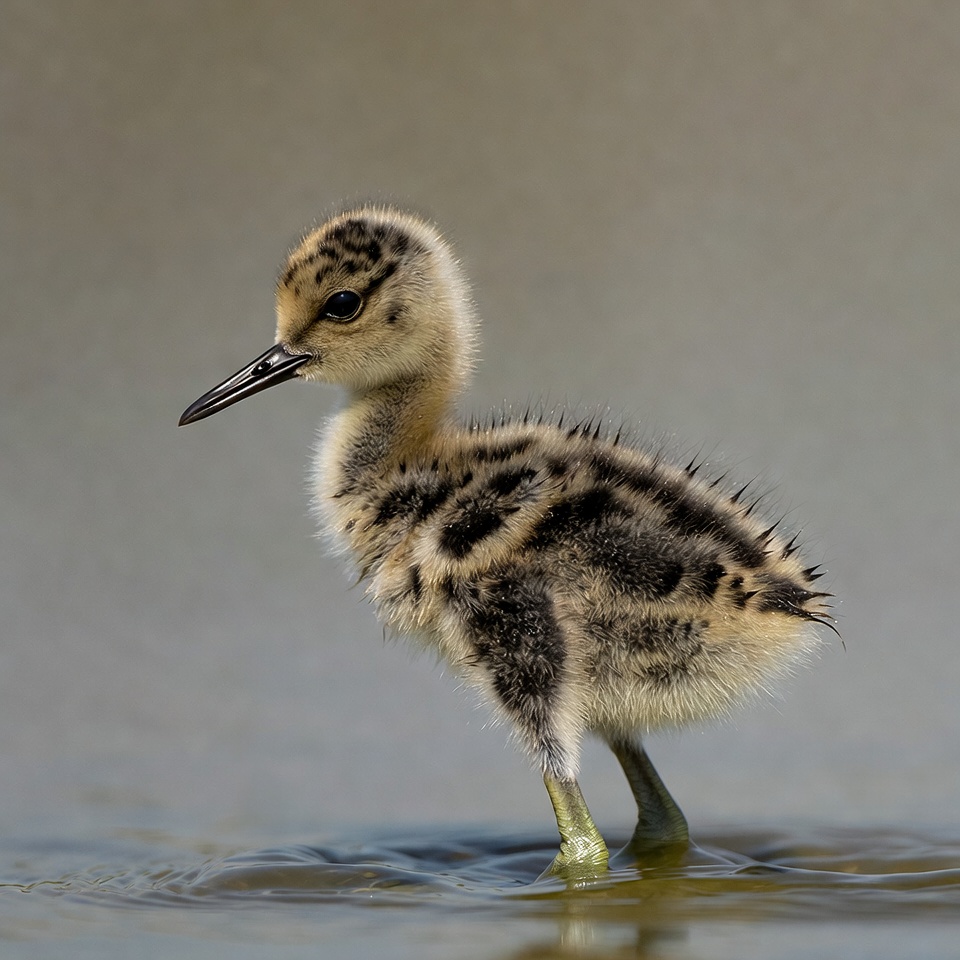 Fluffy black-winged stilt chick standing in water Fluffy black-winged stilt chick standing in water