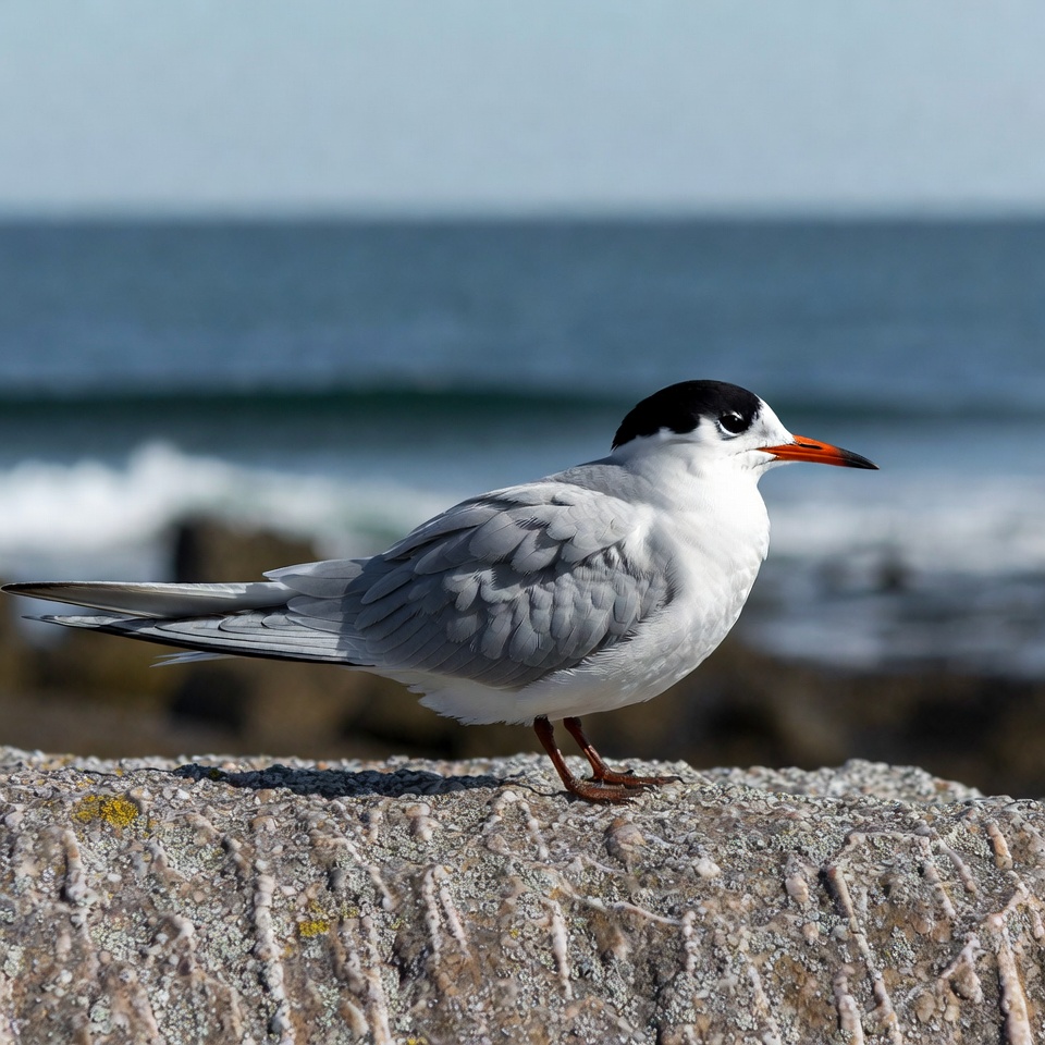 Elegant Tern on Rocky Seashore Elegant Tern on Rocky Seashore