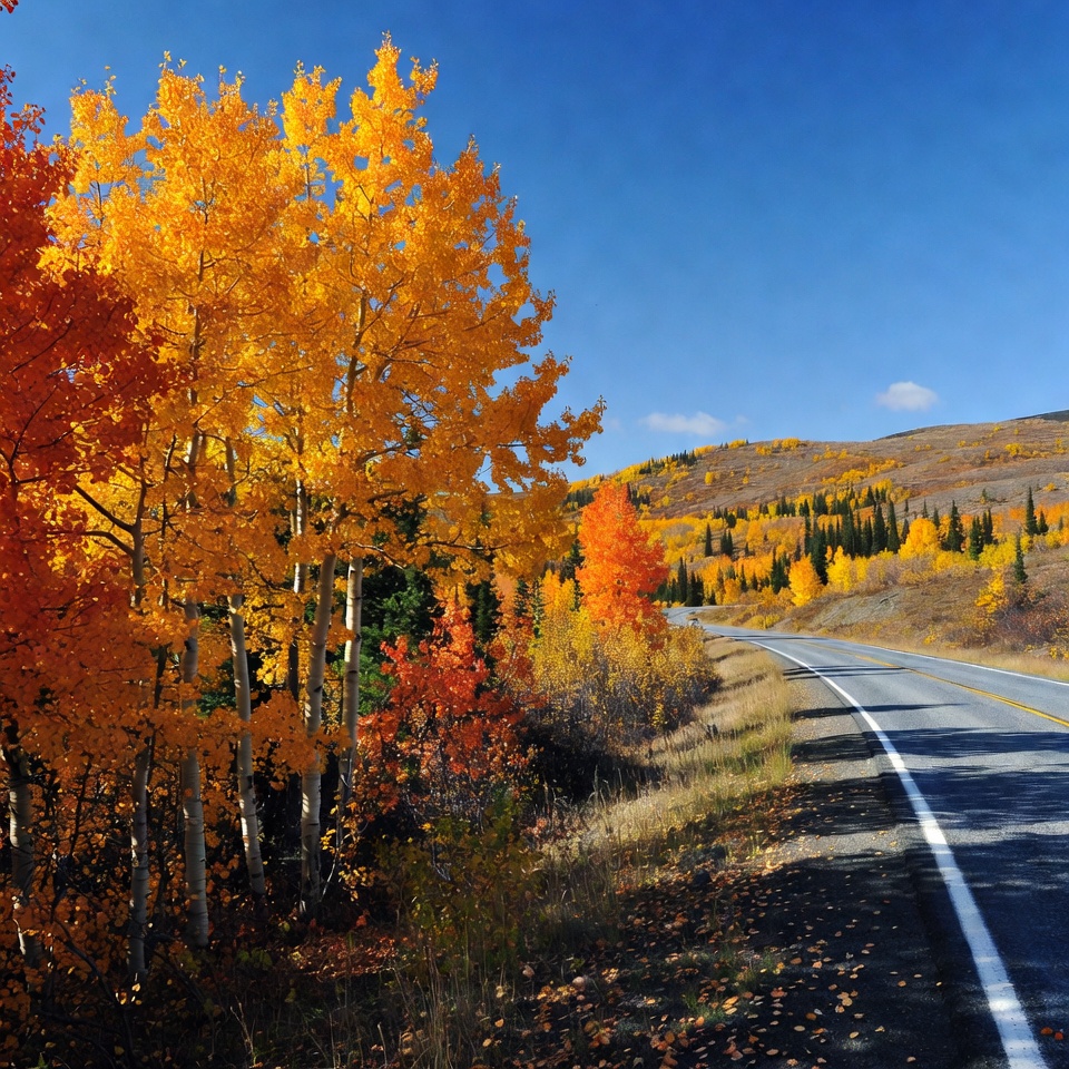 Aspen trees lining autumn road Aspen trees lining autumn road