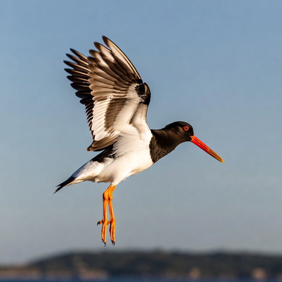 Black-necked Stilt Flying in Flight Black-necked Stilt Flying in Flight